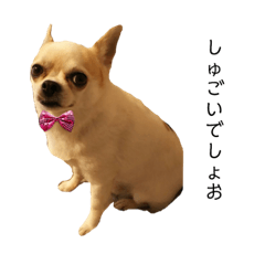 [LINEスタンプ] 癒し系チワワのチョコの画像（メイン）