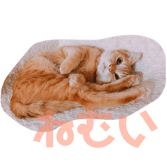 [LINEスタンプ] ねむいねむいねむいネコ 