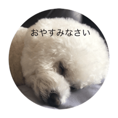 [LINEスタンプ] ビション ムンちゃんのまったり生活