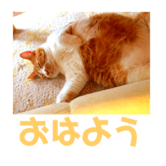 [LINEスタンプ] 佐藤家の猫2.1 fetchpriority=high