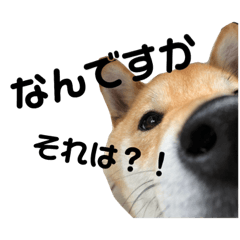 [LINEスタンプ] 柴犬はなの日常スタンプ