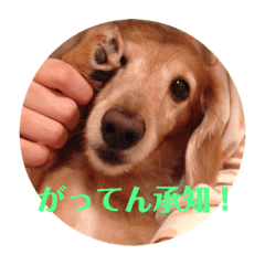 [LINEスタンプ] サンディーのスタンプ fetchpriority=high
