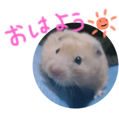 [LINEスタンプ] キンクマハムスターのけんたろう 