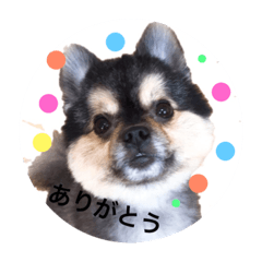 [LINEスタンプ] あおとあつき こじろう 