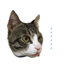 [LINEスタンプ] やんちゃの猫      ふ〜ちゃん 