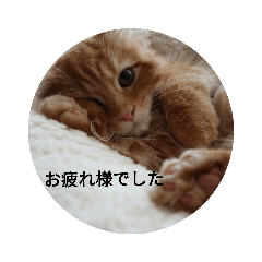[LINEスタンプ] まるの日常会話② 