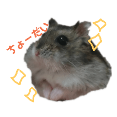 [LINEスタンプ] ジャアンガリアンハムスターの『ショコラ』 