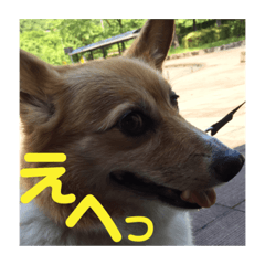 [LINEスタンプ] ぽっちゃりコーギーはなさんの日常。8 