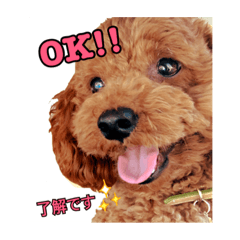 [LINEスタンプ] トイプードル そらくん 2