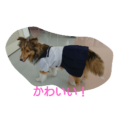 [LINEスタンプ] ココとシロ 