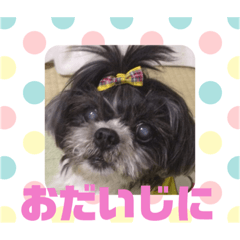 [LINEスタンプ] 老犬シーズーのゆるいスタンプ