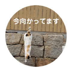 [LINEスタンプ] ネコとあいさつ 3