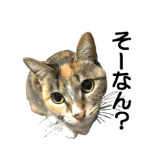 [LINEスタンプ] ねこが言う(栃木弁編)