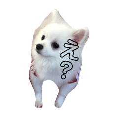 [LINEスタンプ] ポメラニアン エル 