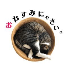 [LINEスタンプ] まんまるこったんスタンプ