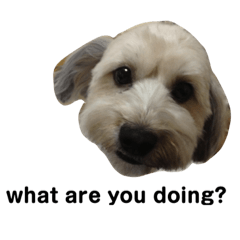 [LINEスタンプ] あぽろとこめきち 