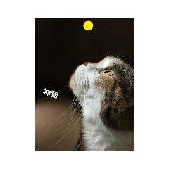 [LINEスタンプ] 愛猫のいちご 