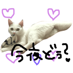 [LINEスタンプ] 白猫のそらちゃん 