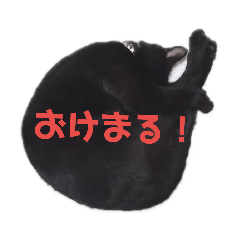 [LINEスタンプ] 黒猫の運くん。