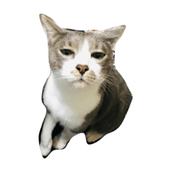 [LINEスタンプ] うちの一護と三護 