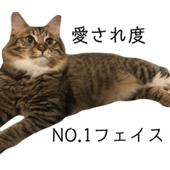 [LINEスタンプ] 雑種猫バロン 