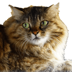 [LINEスタンプ] ちいきねこ5