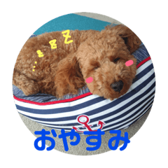 [LINEスタンプ] トイプードルスタンプ（基本編）