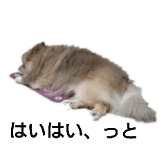 [LINEスタンプ] 脱力ポメラニアン