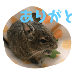 [LINEスタンプ] デグーのむぎとすずの画像（メイン）