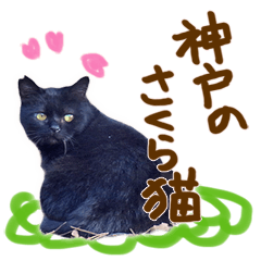 [LINEスタンプ] 神戸のさくら猫・神戸弁の画像（メイン）