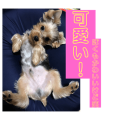 [LINEスタンプ] うるめだよーん！ 