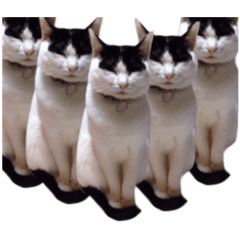 [LINEスタンプ] 白黒の猫のスタンプ