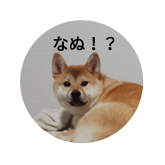 [LINEスタンプ] あんこ2018 