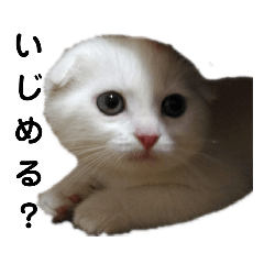 [LINEスタンプ] ほたる's スタンプ（子猫）