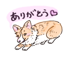 [LINEスタンプ] コーギーのハナちゃん 