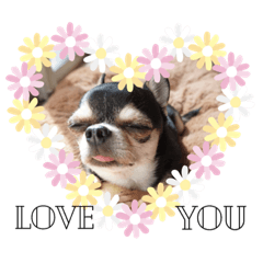 [LINEスタンプ] チワワのこはるです