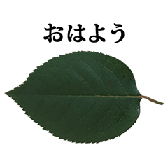 [LINEスタンプ] 葉っぱ と 文字