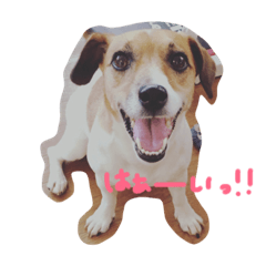 [LINEスタンプ] Luanaのきもち 