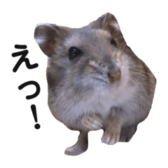 [LINEスタンプ] ハムスターKOMEくん 
