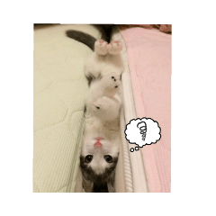 [LINEスタンプ] にゃんこ cat