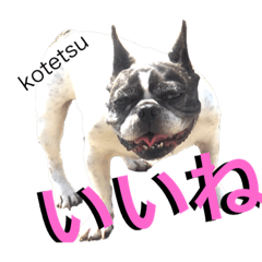 [LINEスタンプ] こてつ君の日々 