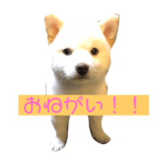 [LINEスタンプ] 白柴のユキちゃんスタンプ