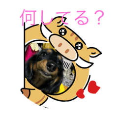 [LINEスタンプ] ダックスフンドかわいいスタンプ 