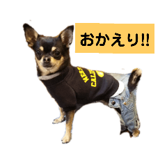 [LINEスタンプ] チワワ スタンプ 