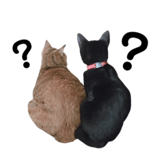 [LINEスタンプ] グリ＆おこげ 日常使えるスタンプ