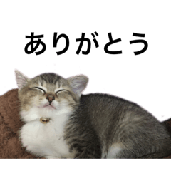 [LINEスタンプ] ぴぴち3 