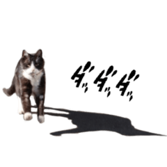[LINEスタンプ] 寺猫 