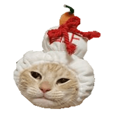 [LINEスタンプ] ねこのぽんたくん日常会話～やさぐれ編～