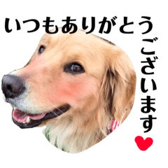 [LINEスタンプ] ゴールデンのニコの日常＆やさしい敬語1