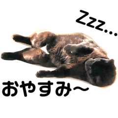 [LINEスタンプ] ツンデレ野良猫くろちゃん 